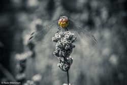 Photo taken by Paulo Bittencourt, freethinker, humanist and atheist