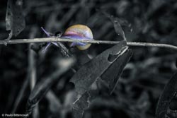 Photo taken by Paulo Bittencourt, freethinker, humanist and atheist